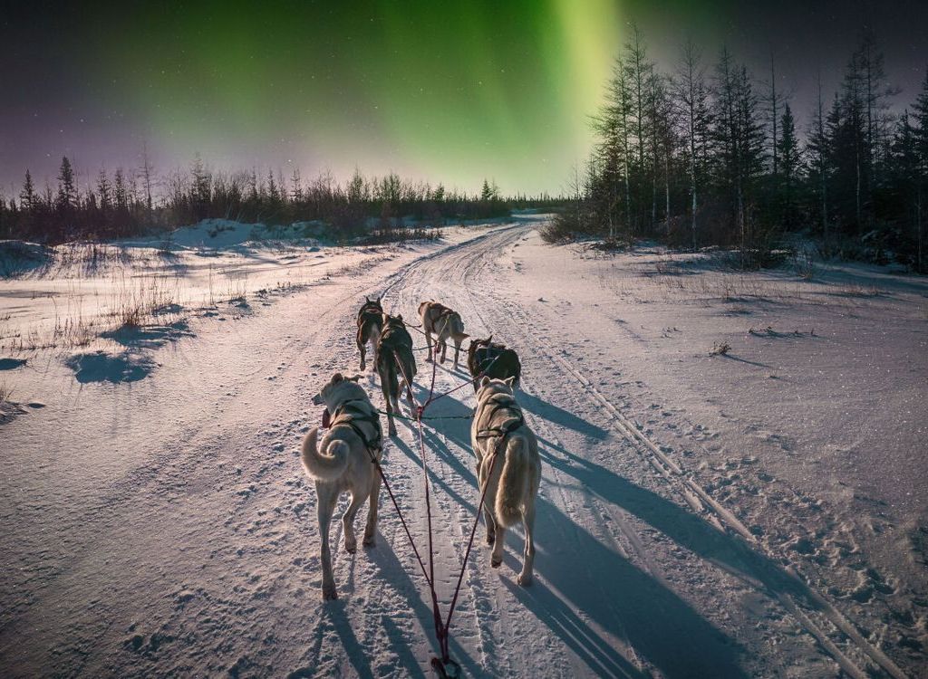 Hundeschlitten im Finnischen Lappland. Am Himmel Polarlichter.