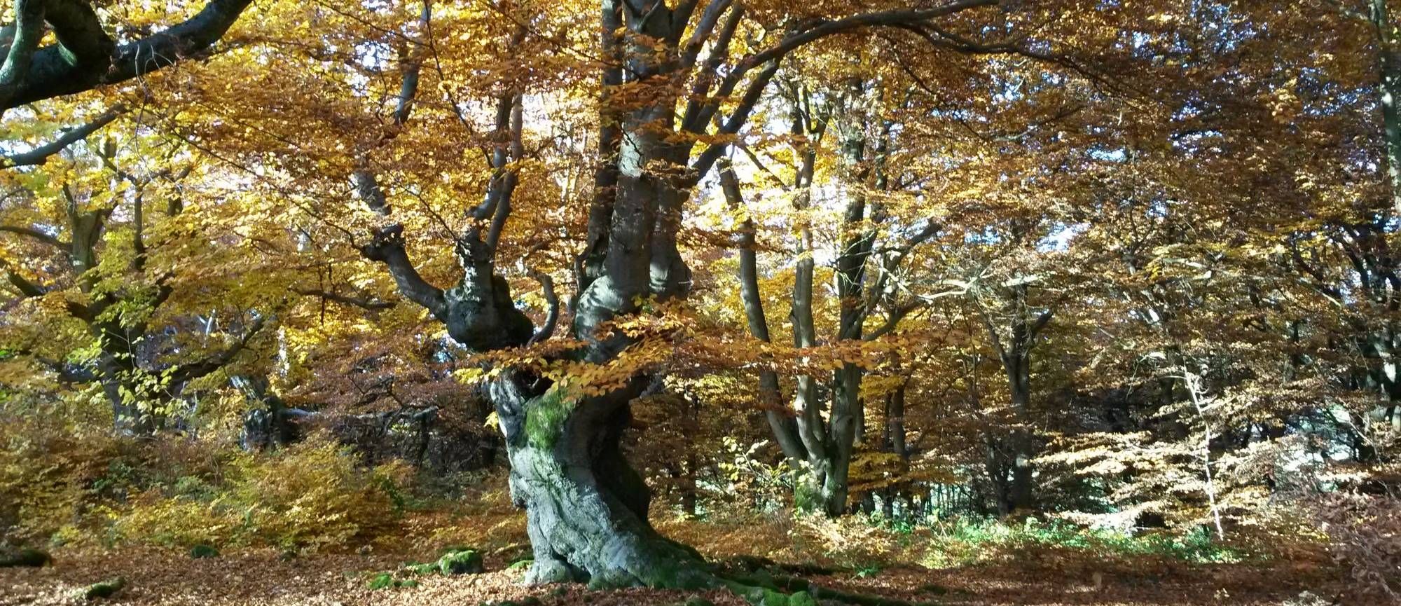 Ein orangener Wald mit einem hohlen Baum im Vordergrund