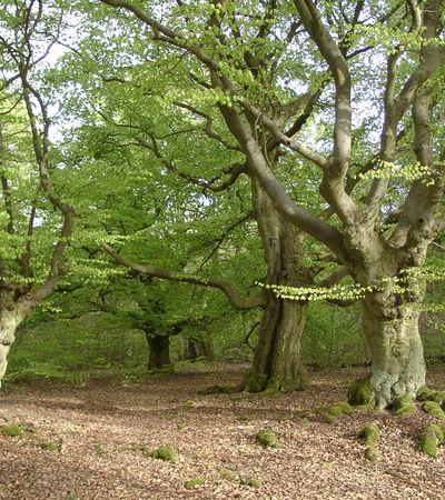 Hutewald Bad Wildungen Albertshausen