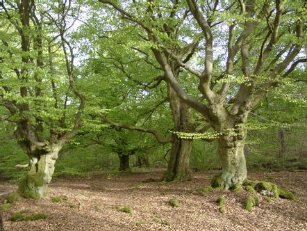 Hutewald Bad Wildungen Albertshausen