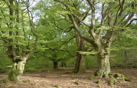 Hutewald Bad Wildungen Albertshausen