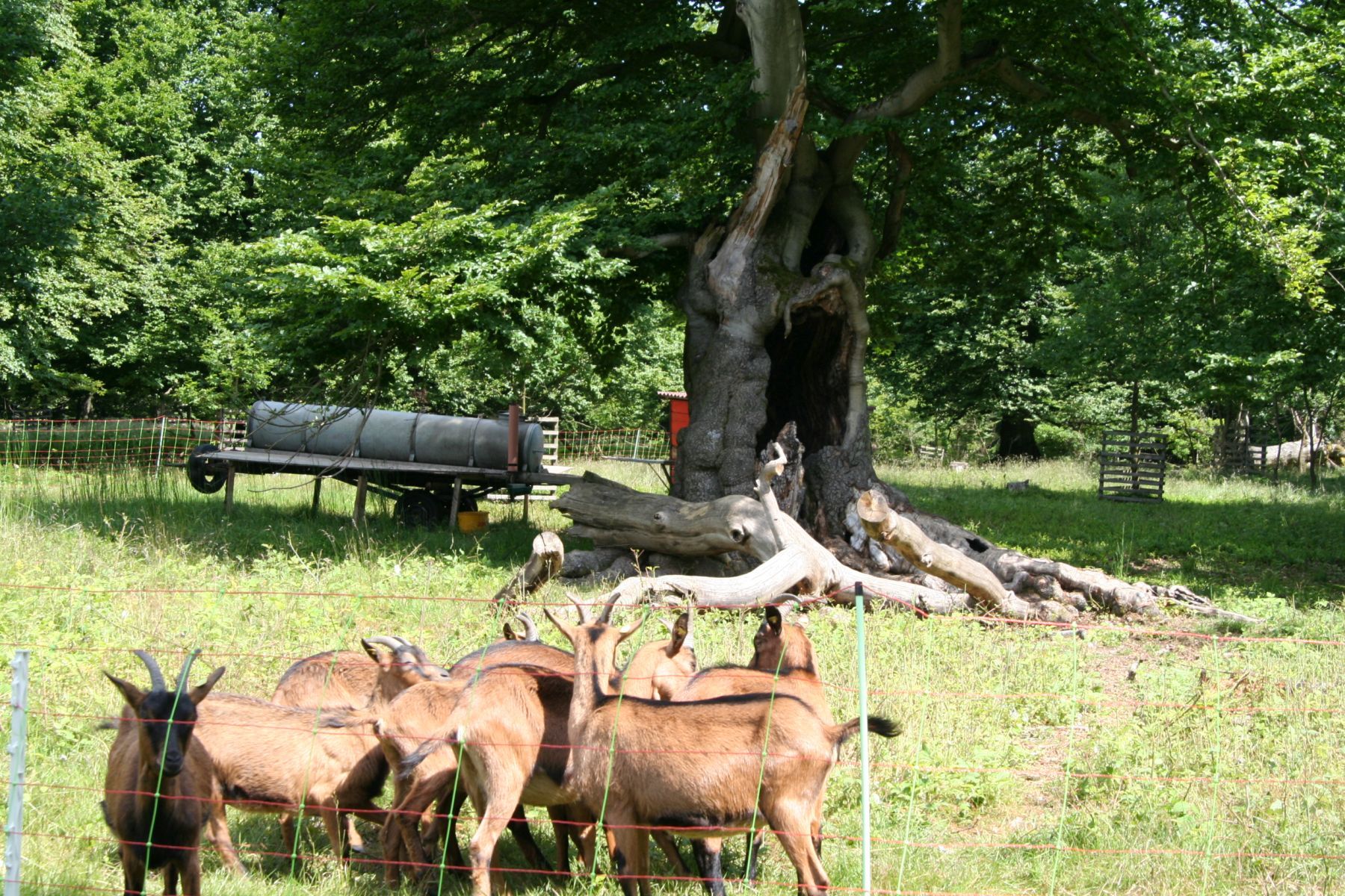 Hutewald Halloh Bad Wildungen Albertshausen Ziegen auf einer Wieso
