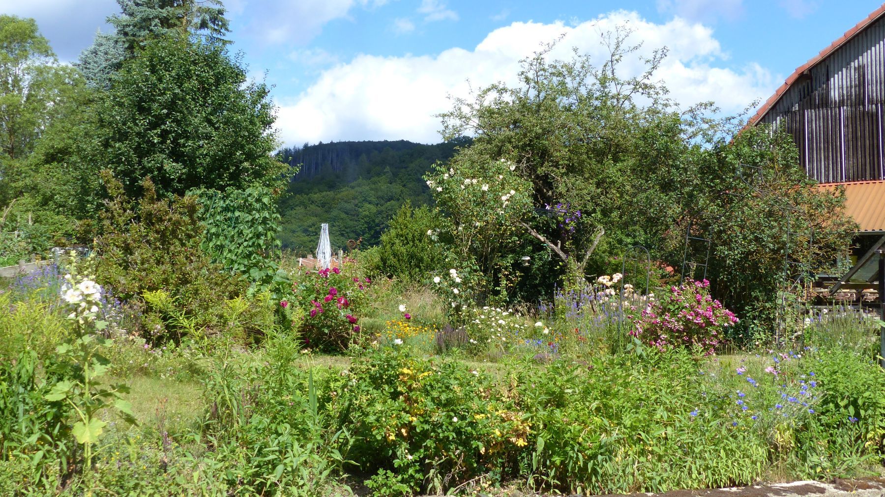 Wiese, Blumen und Bäume in Frebershausen