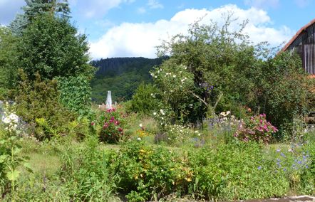 Wiese, Blumen und Bäume in Frebershausen