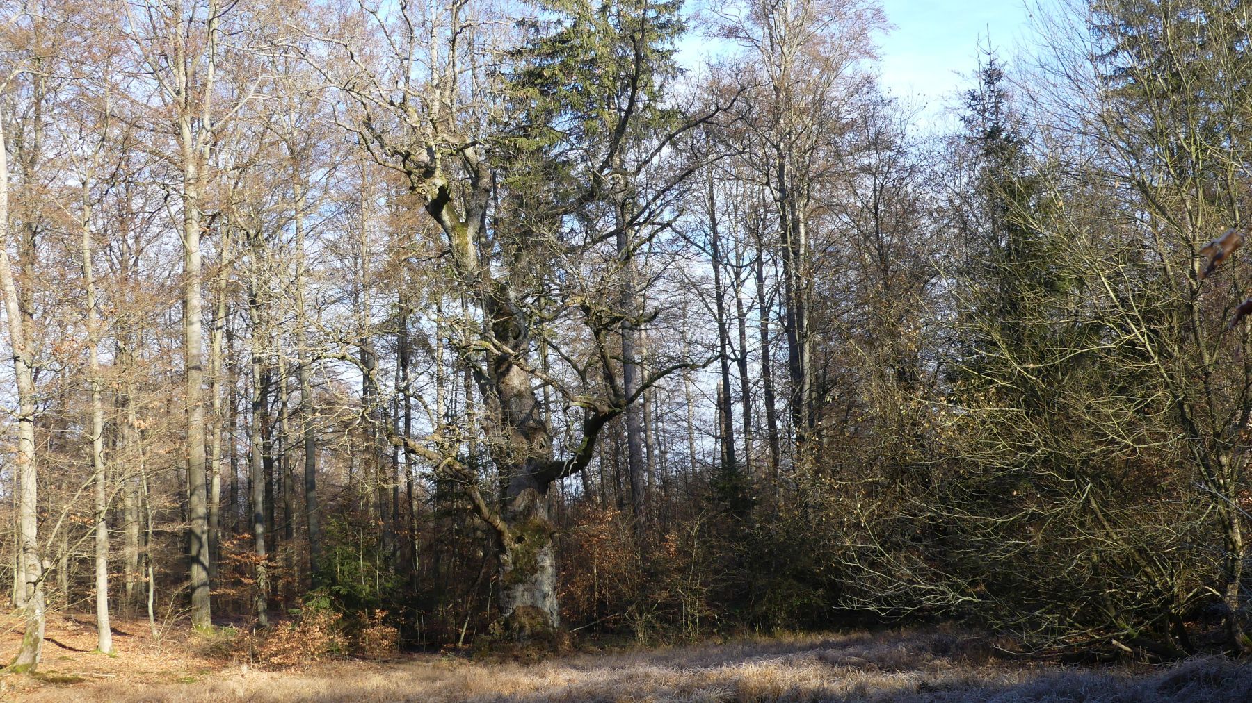 Blick auf die Bäume und die alte Eiche in Hüddingen Totenpfuhl