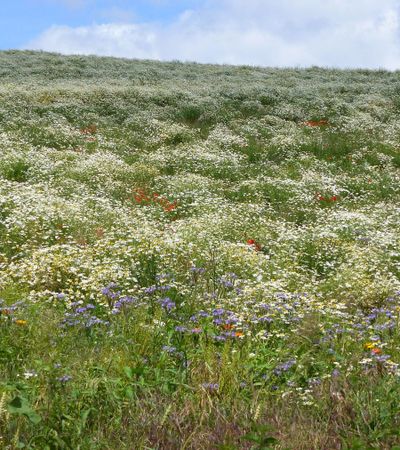 Wiese mit bunten Blumen in Mandern