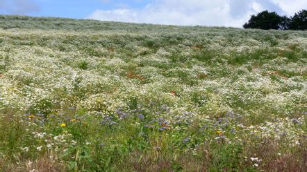 Wiese mit bunten Blumen in Mandern