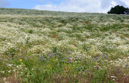 Wiese mit bunten Blumen in Mandern