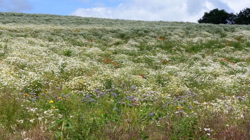 Wiese mit bunten Blumen in Mandern