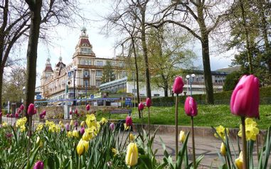 Brunnenallee Bad Wildungen mit dem Fürstenhof im Hintergrund. Im Vordergrund sind gelbe und pinken Tulpen zu sehen.