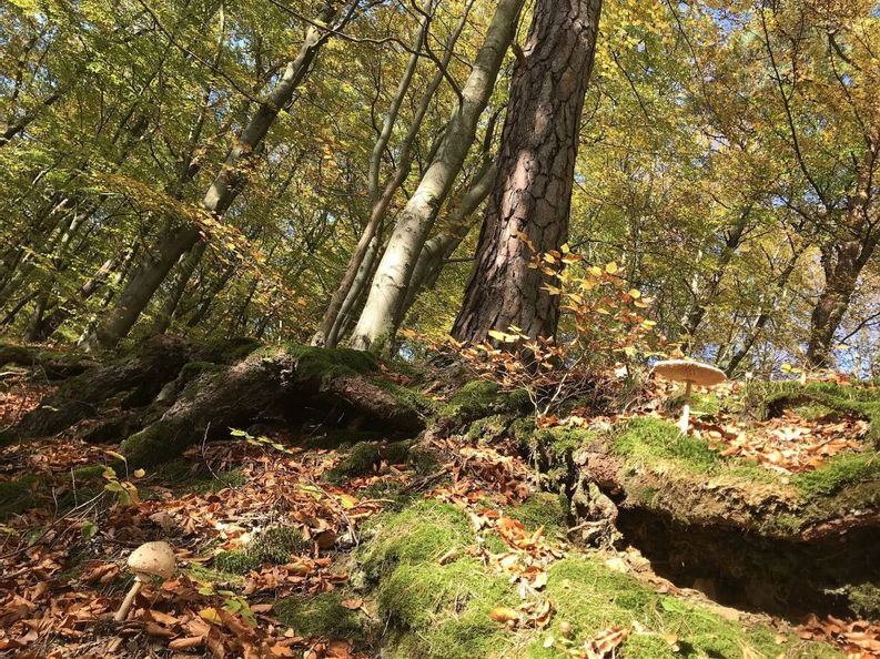 Waldboden vom Waldbaden