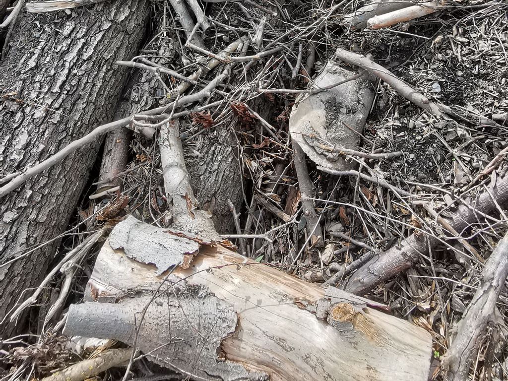 Zerstückelte Teile von Ästen und Baumstämmen, die auf den Boden liegen