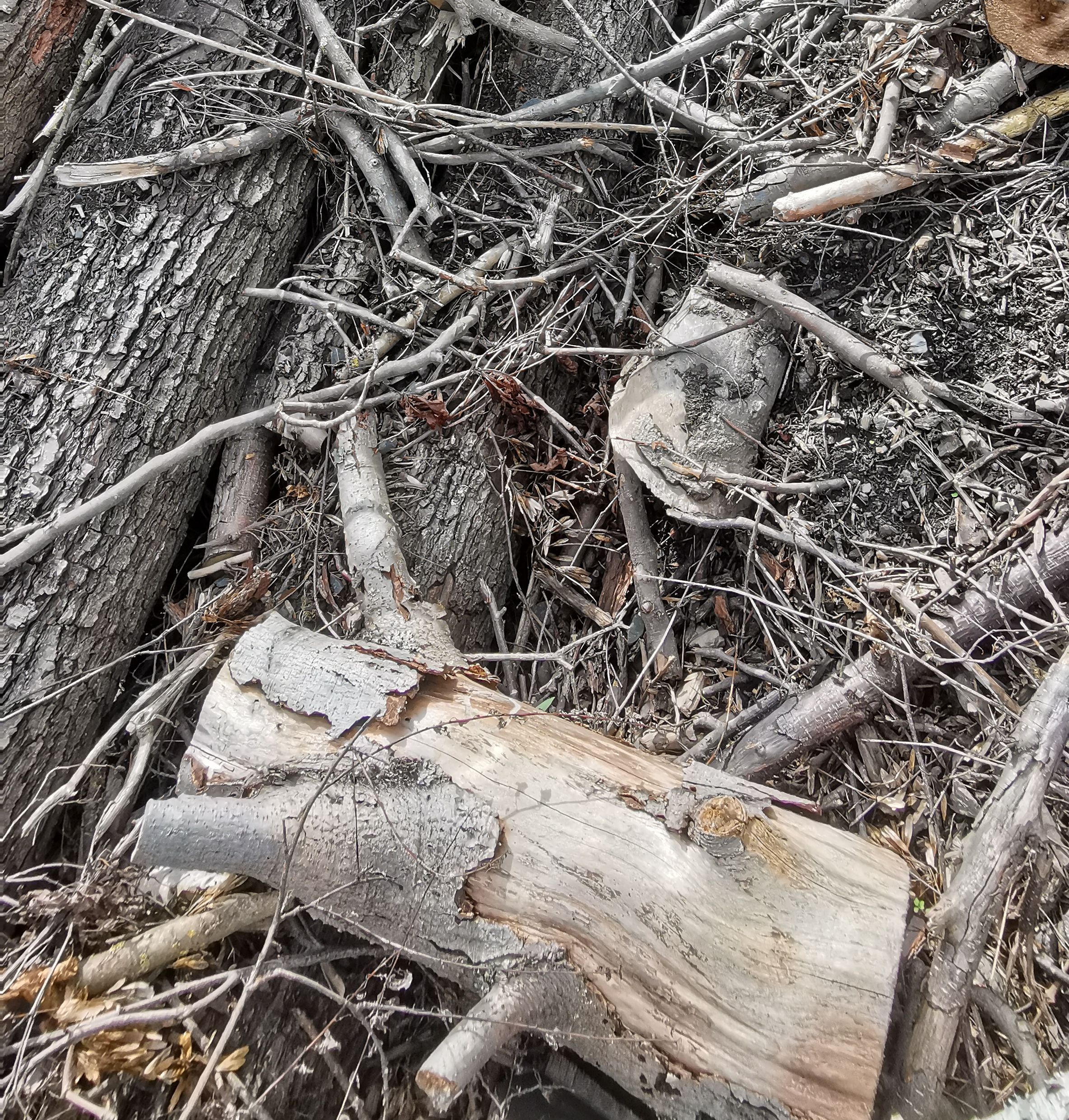 Zerstückelte Teile von Ästen und Baumstämmen, die auf den Boden liegen