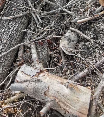 Zerstückelte Teile von Ästen und Baumstämmen, die auf den Boden liegen