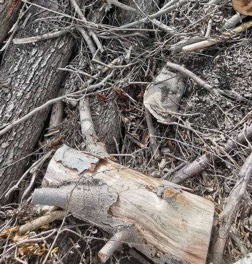 Zerstückelte Teile von Ästen und Baumstämmen, die auf den Boden liegen