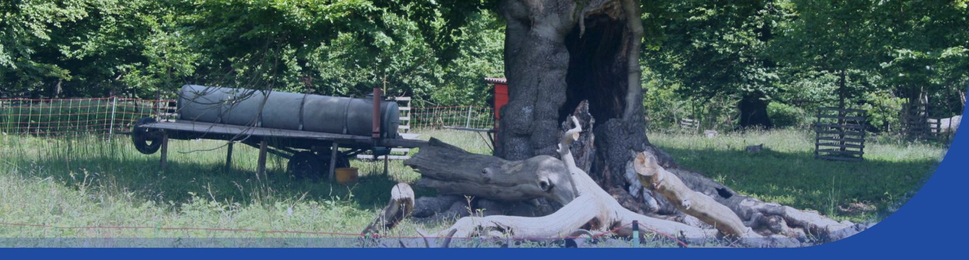 Eine abgezäunte Wiese mit einem Wasserfass und einem hohlen Baum in der Mitte