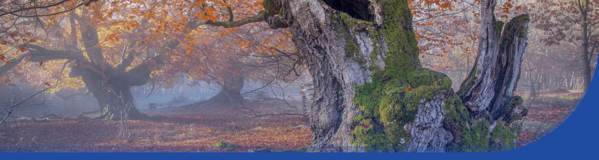 Ein hohler Baum in einem orangenem Wald