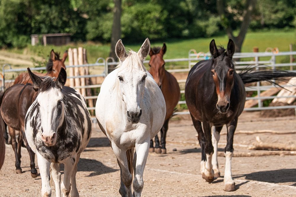 Auf dem Bild sind 6 Pferde zu sehen. Im Hintergrund sind Bäume, eine Wiese und Zaun zu sehen.