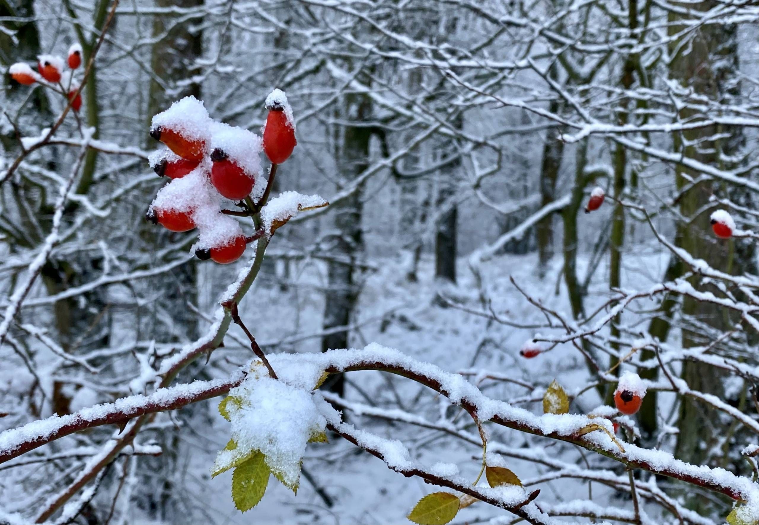 Nahaufnahme von schneebedeckten Ästen im Wald.