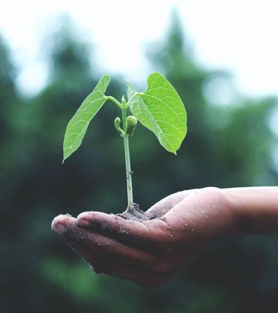 Eine Hand hält ein Häufchen Erde aus dem eine Pflanze ragt.