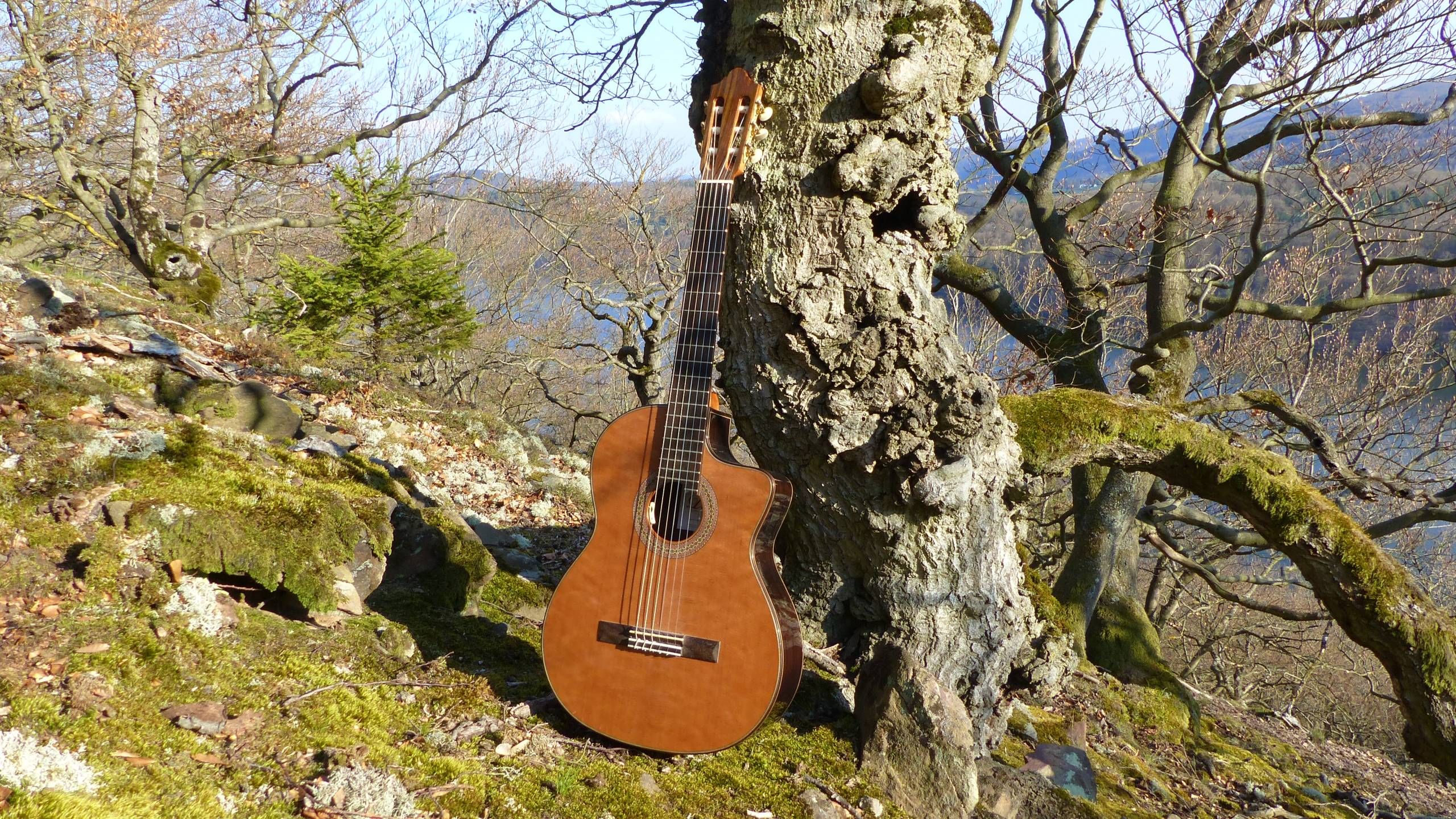 Eine Gitarre steht an einen Baum gelehnt.