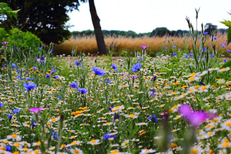 Ein Feld mit verschieden farbigen Blumen.