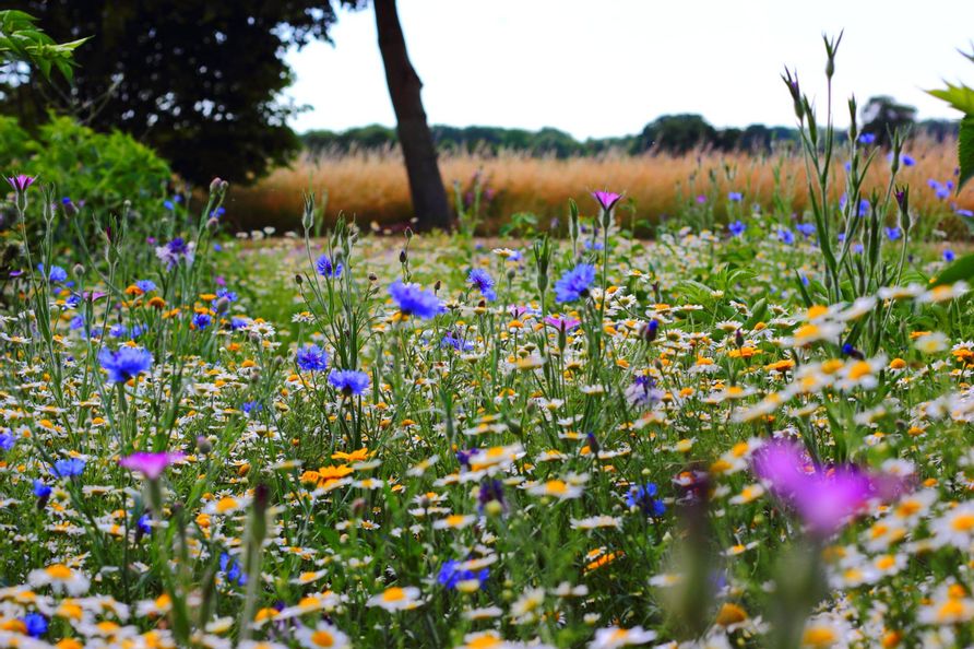 Ein Feld mit verschieden farbigen Blumen.