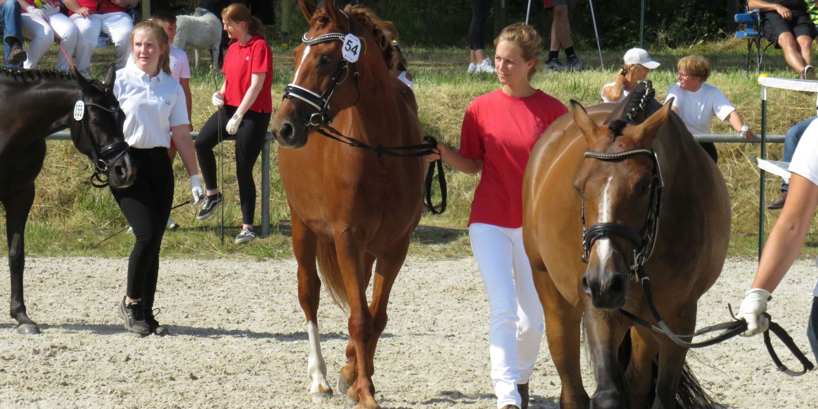 Anmeldung von Tieren zur Bezirkstierschau in Bad Wildungen