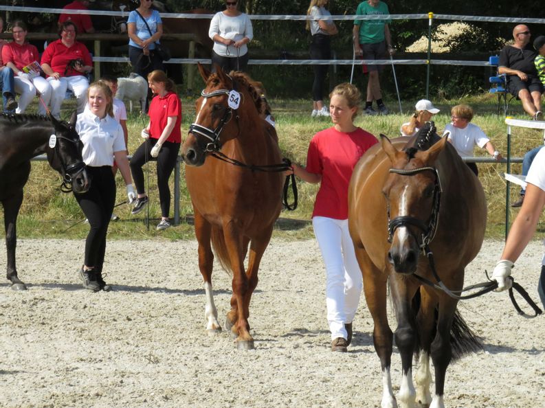 Mehrere Pferde mit ihren Haltern laufen während der Pferdeschau auf dem Bad Wildunger Kram- und Viehmarkt