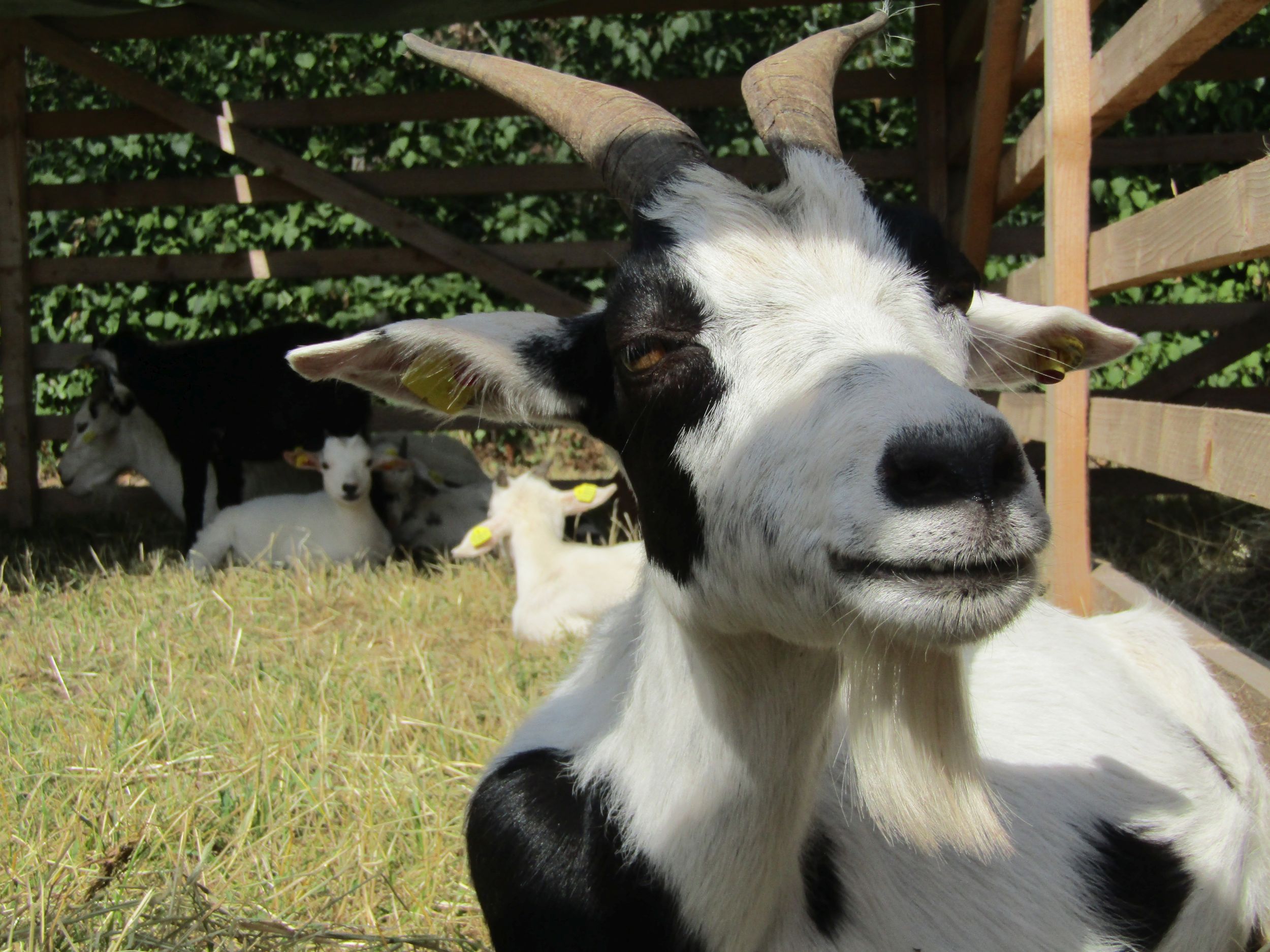 Kram und Viehmarkt in Bad Wildungen