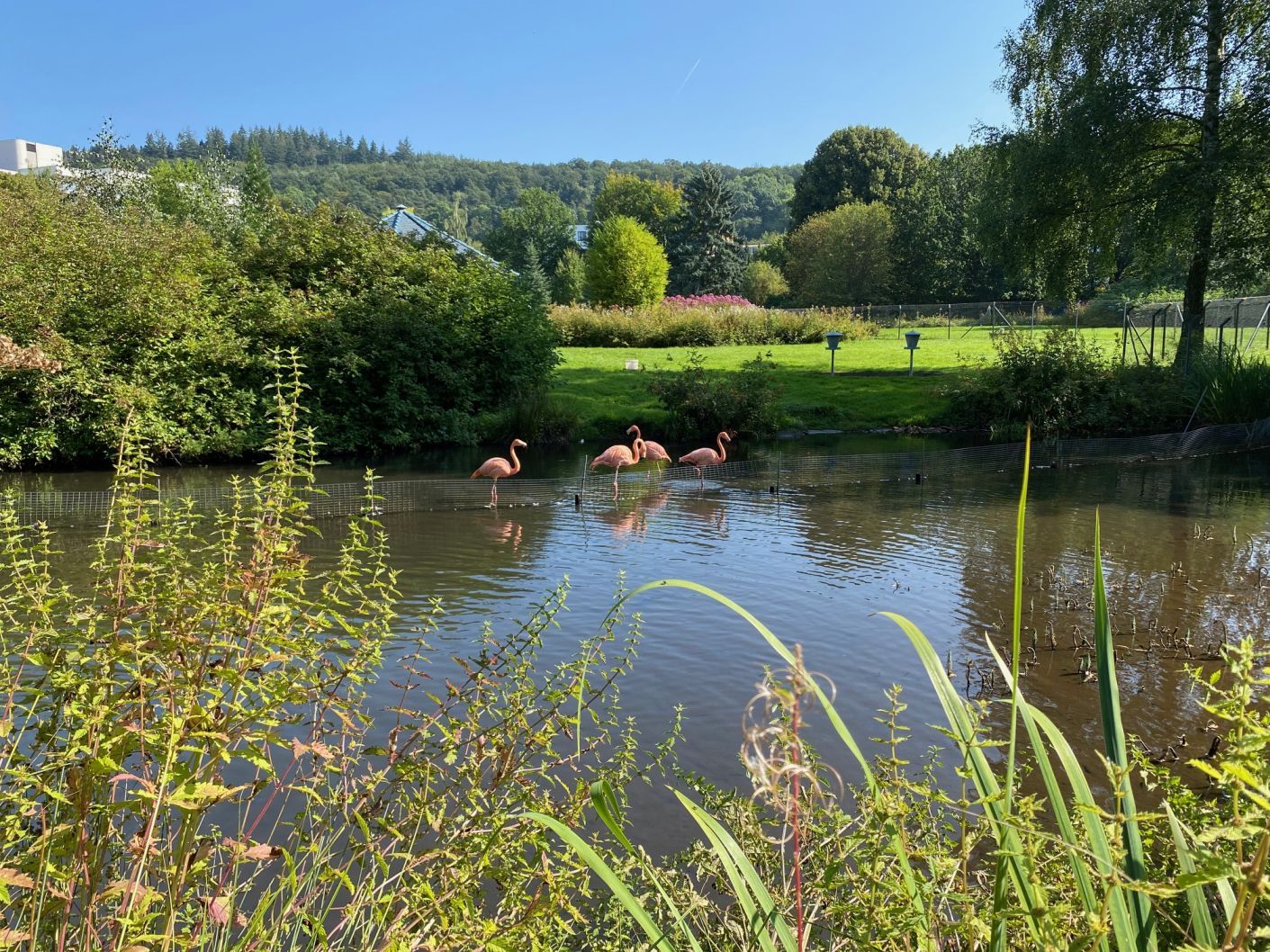 Vier Flamingos stehen im Teich im Kurpark in Bad Wildungen.