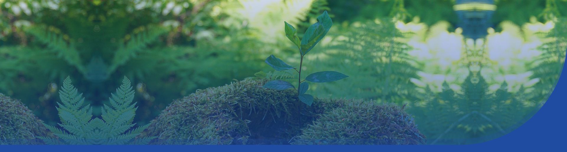 Eine kleine Pflanze die zwischen Moos herauswächst