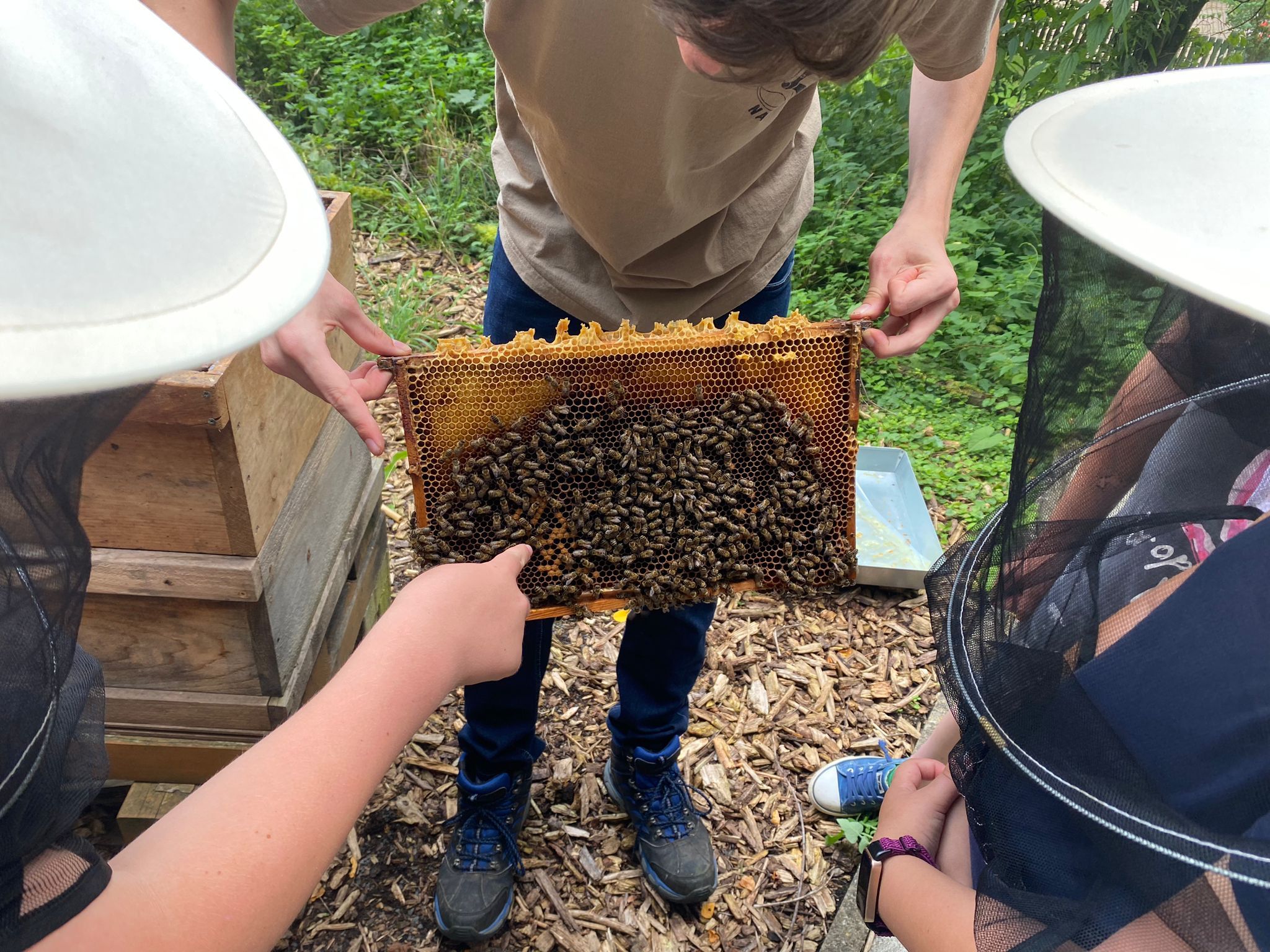 eine Person hält eine Honigwabe