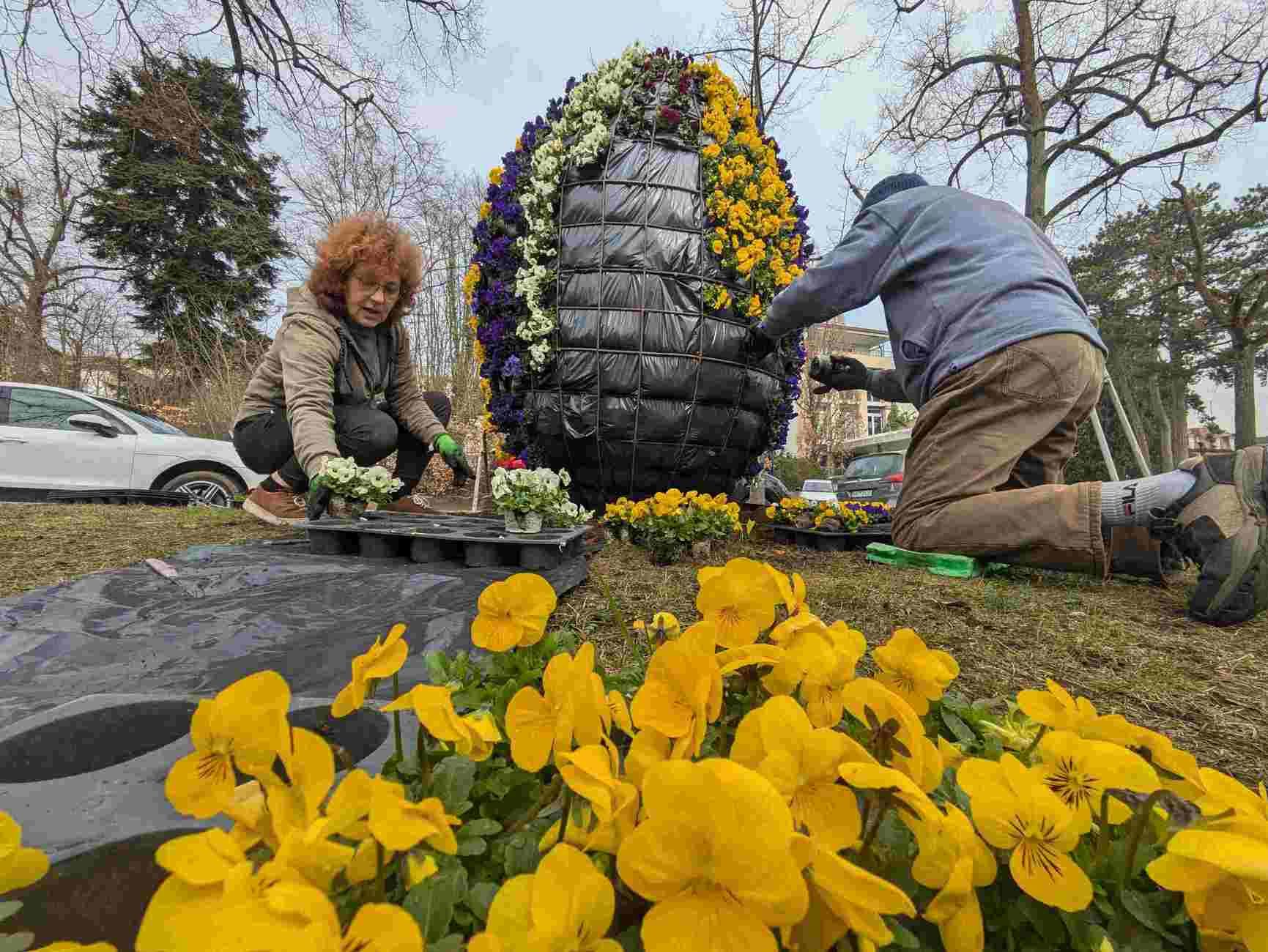 Vorbereitung des Osterschmucks in Bad Wildungen.