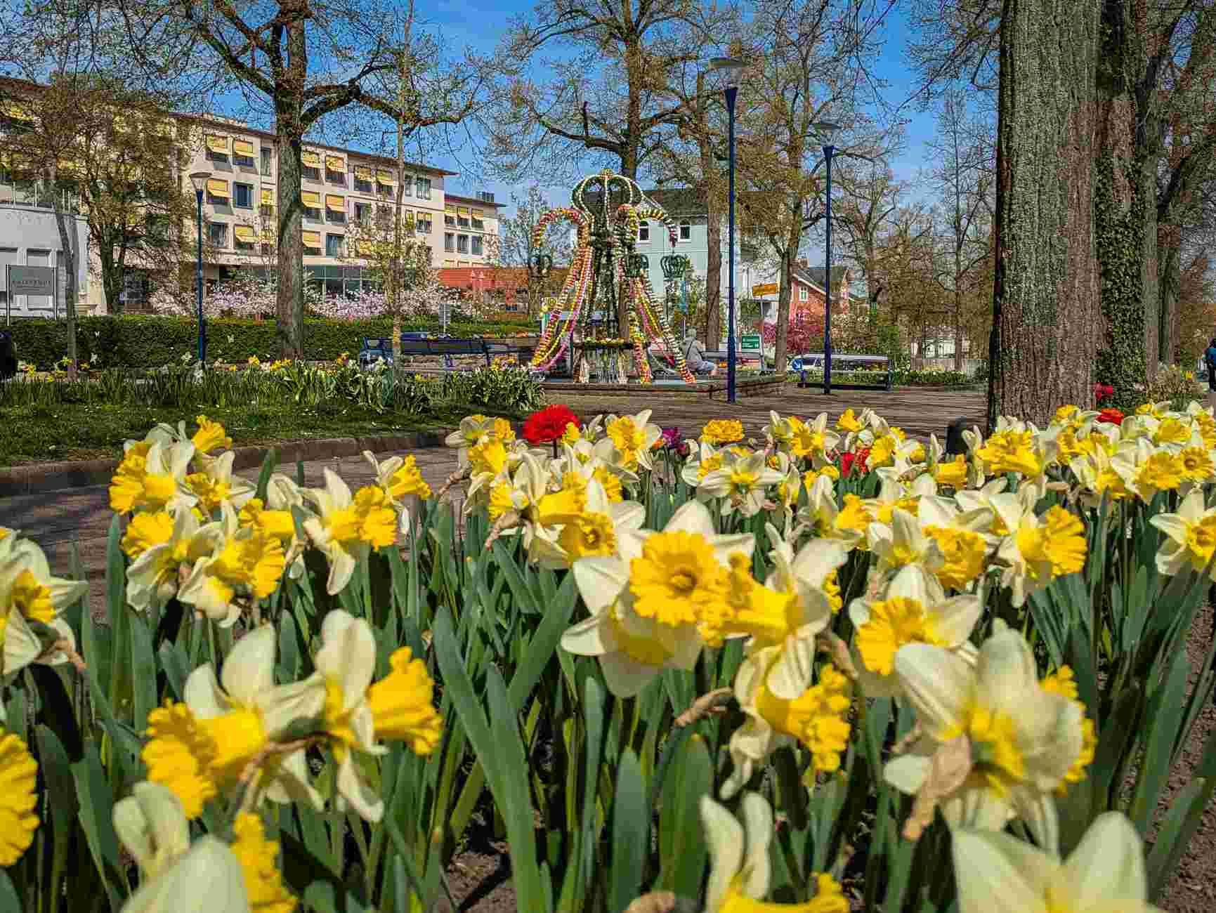 Gelbe Nelken in der Brunnenallee von Bad Wildungen.