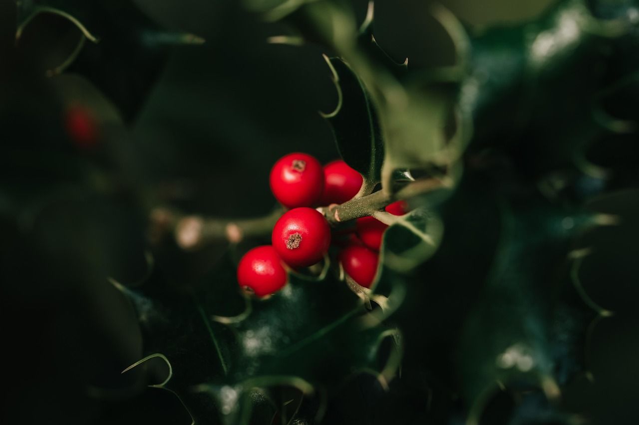 Zu sehen ist ein Distelzweig in Nahaufnahme mir roten Beeren. Der Hintergrund ist sehr dunkel gehalten.