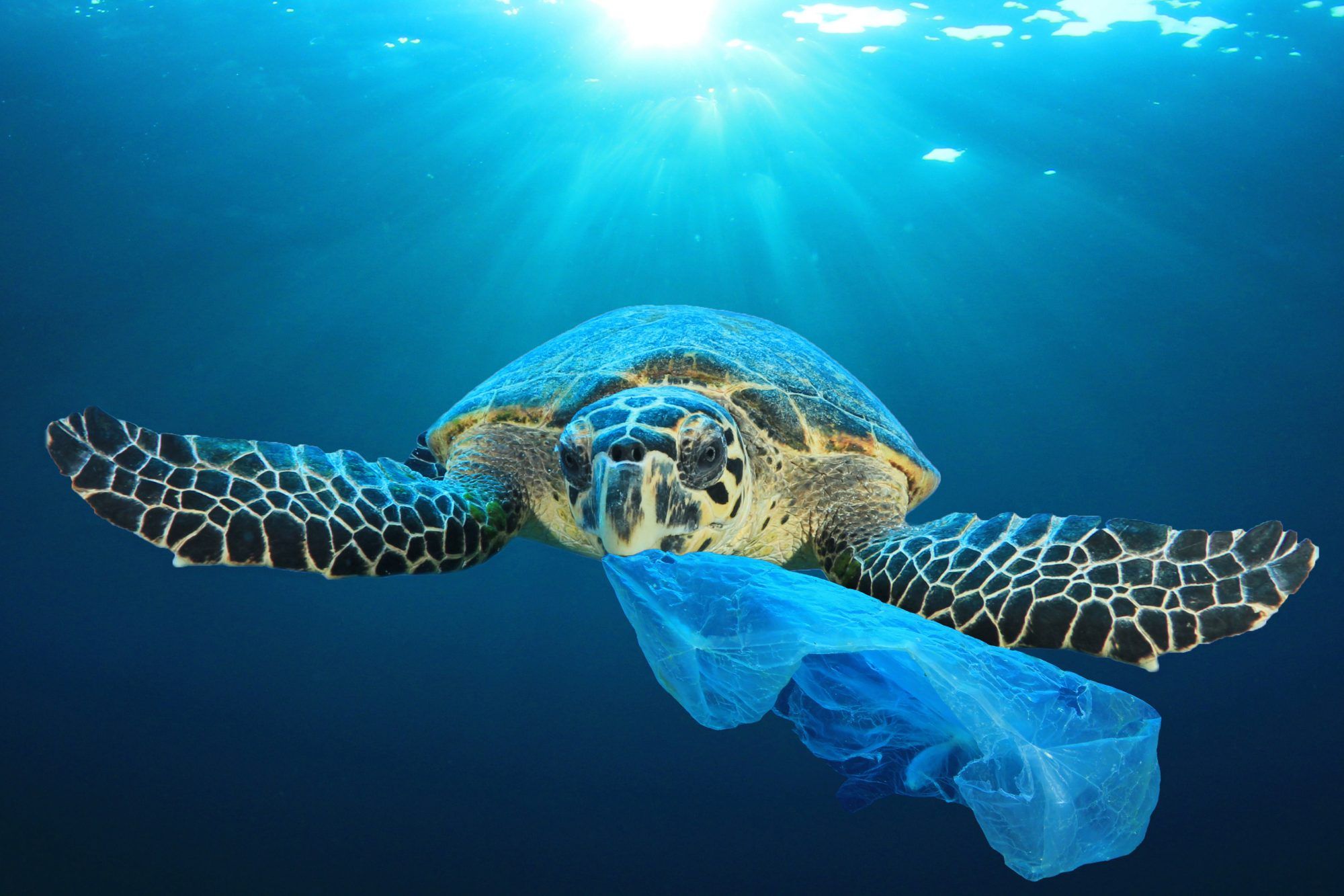 Schildkröte isst Plastiktüte