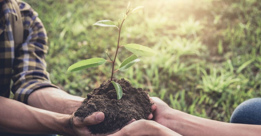 Photo of two pairs of hands holding a seedling to demonstrate sustainability and social commitment