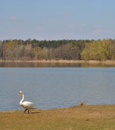 Dechsendorfer Weiher mit Schwan im Vordergrund.