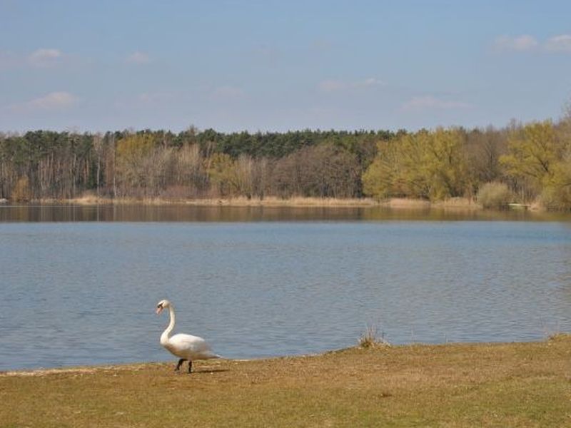 Dechsendorfer Weiher mit Schwan im Vordergrund.