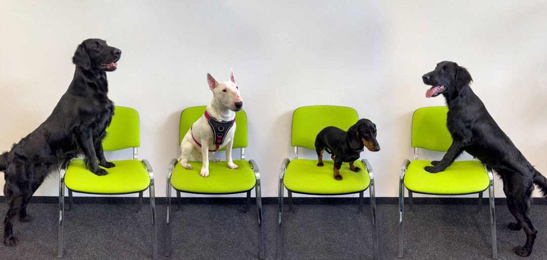 Aktionstag #KollegeHund bei Braun & Paul