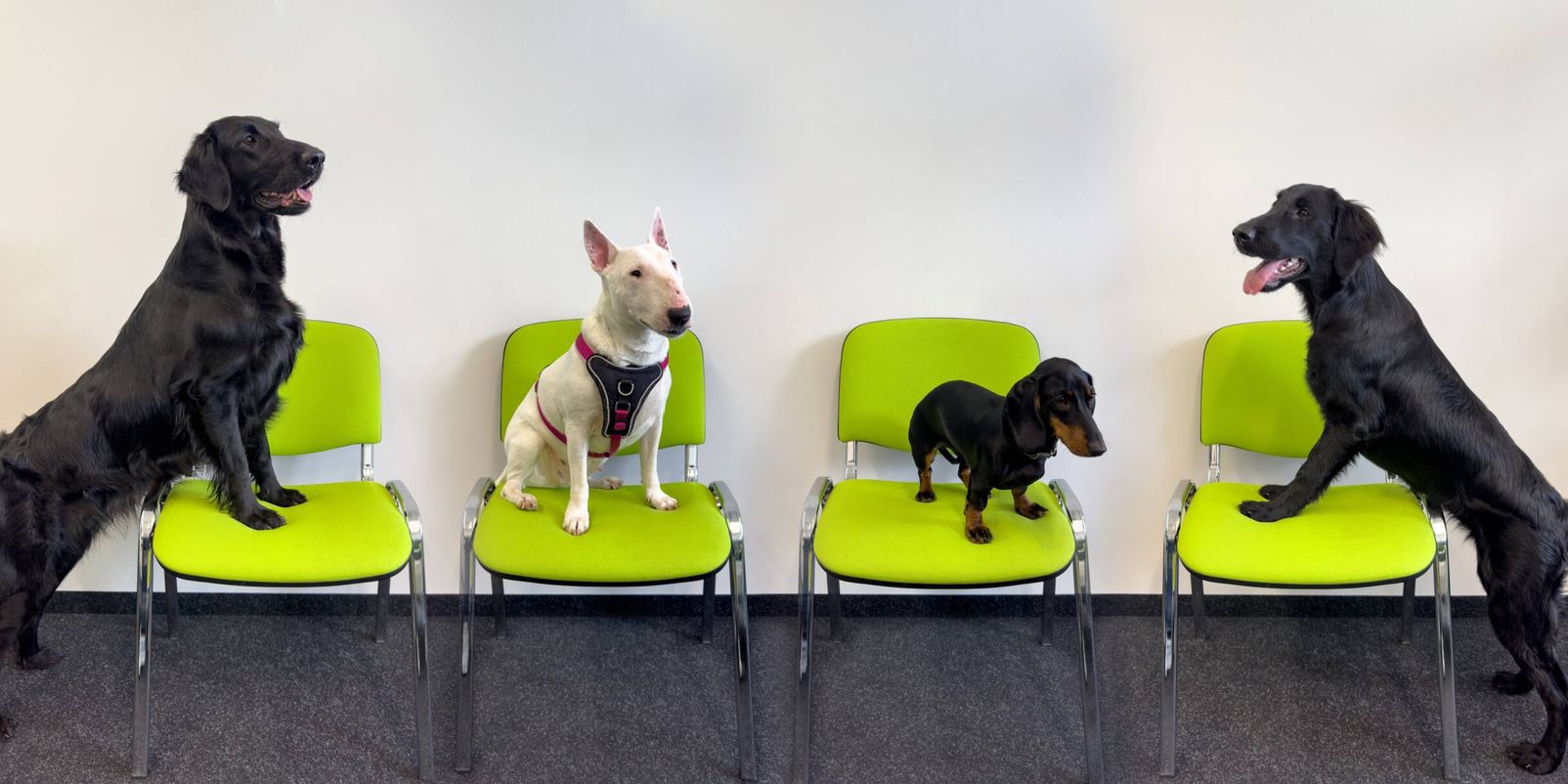 Aktionstag #KollegeHund bei Braun & Paul