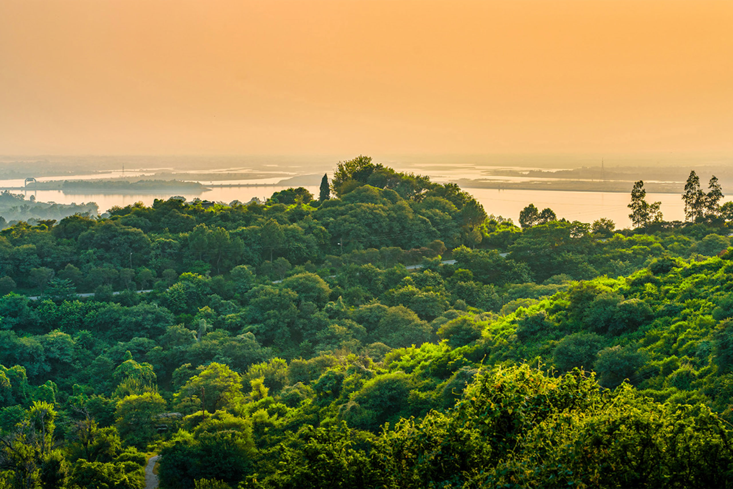 Regenwald vor Sonnenaufgang symbolisiert Teilnahme an Aufforstungsprogrammen für soziale Nachhaltigkeit