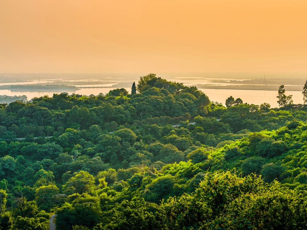 Regenwald vor Sonnenaufgang symbolisiert Teilnahme an Aufforstungsprogrammen für soziale Nachhaltigkeit