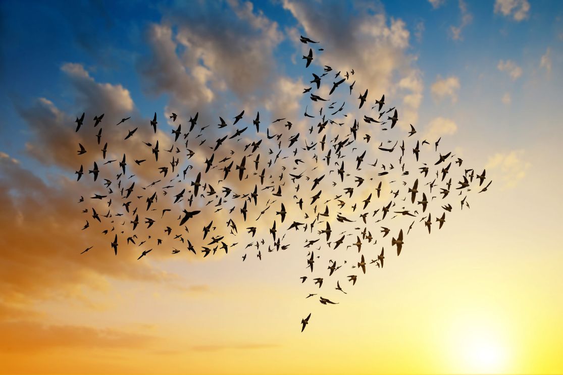 Themenfokussierte Mitarbeiterbefragung Vogelschwarm in Pfeilform