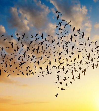 Themenfokussierte Mitarbeiterbefragung Vogelschwarm in Pfeilform