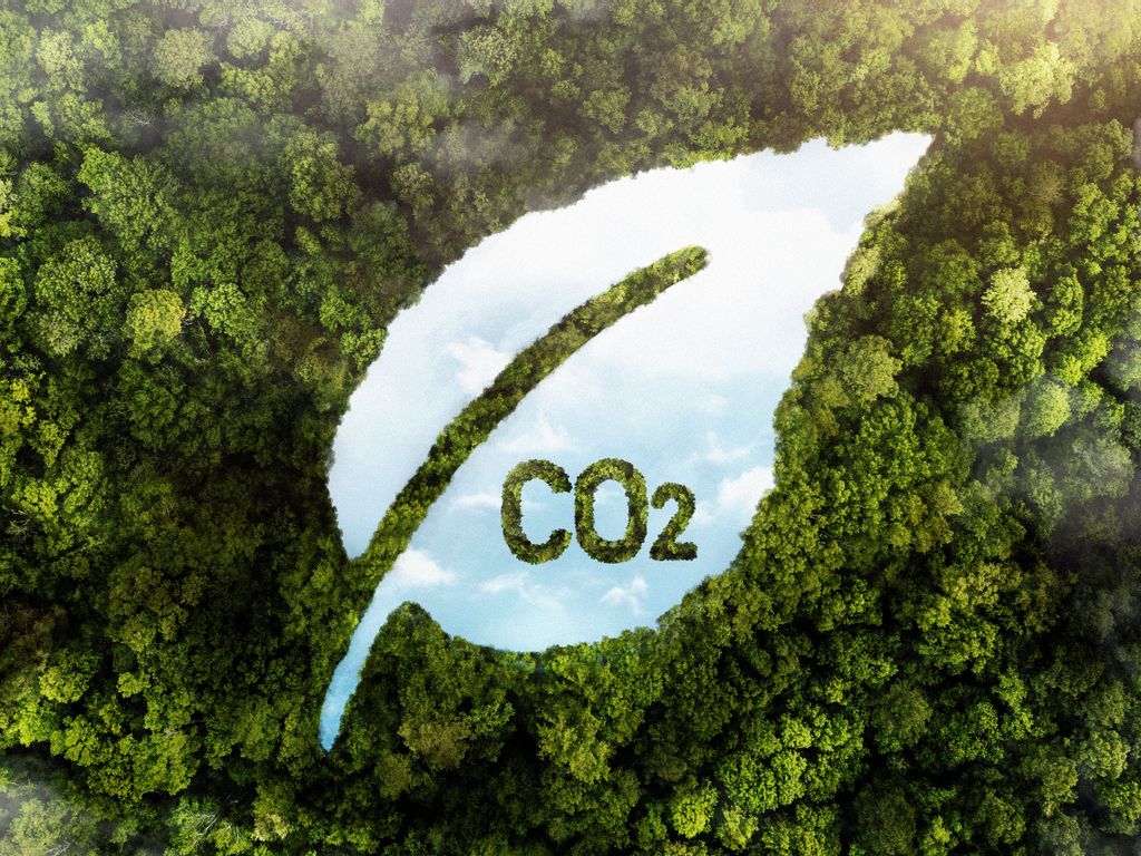 Blatt mit Aufschrift CO2 vor Regenwald symbolisiert CO2 Kompensation im rahmen ökologischer Nachhaltigkeit