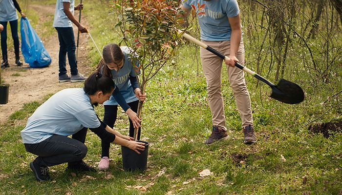 Mehrere Menschen pflanzen neue Bäume.