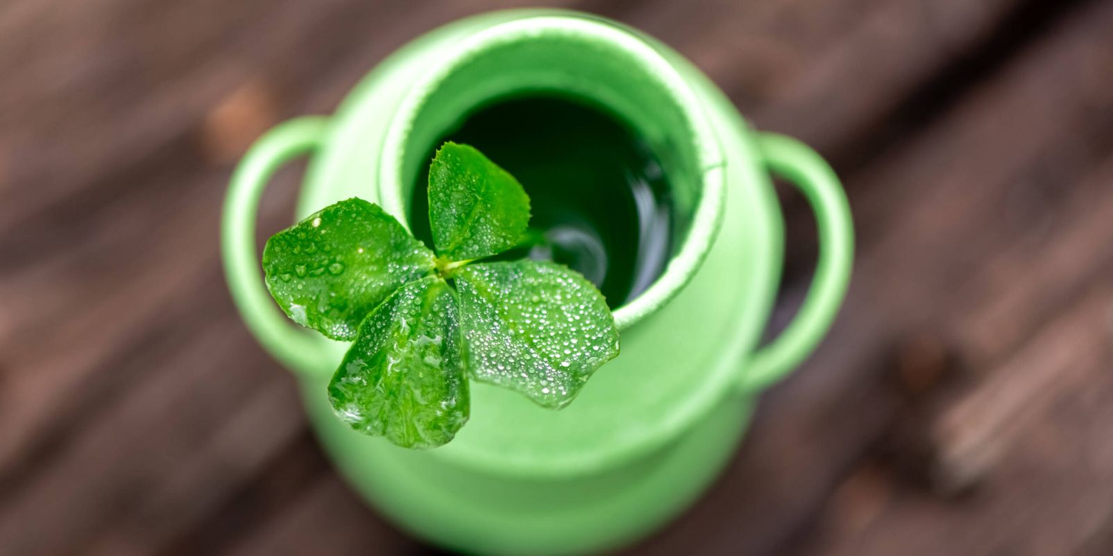 Four-leaf clover in green bucket in nature, natural background, symbol of good luck, with copy space