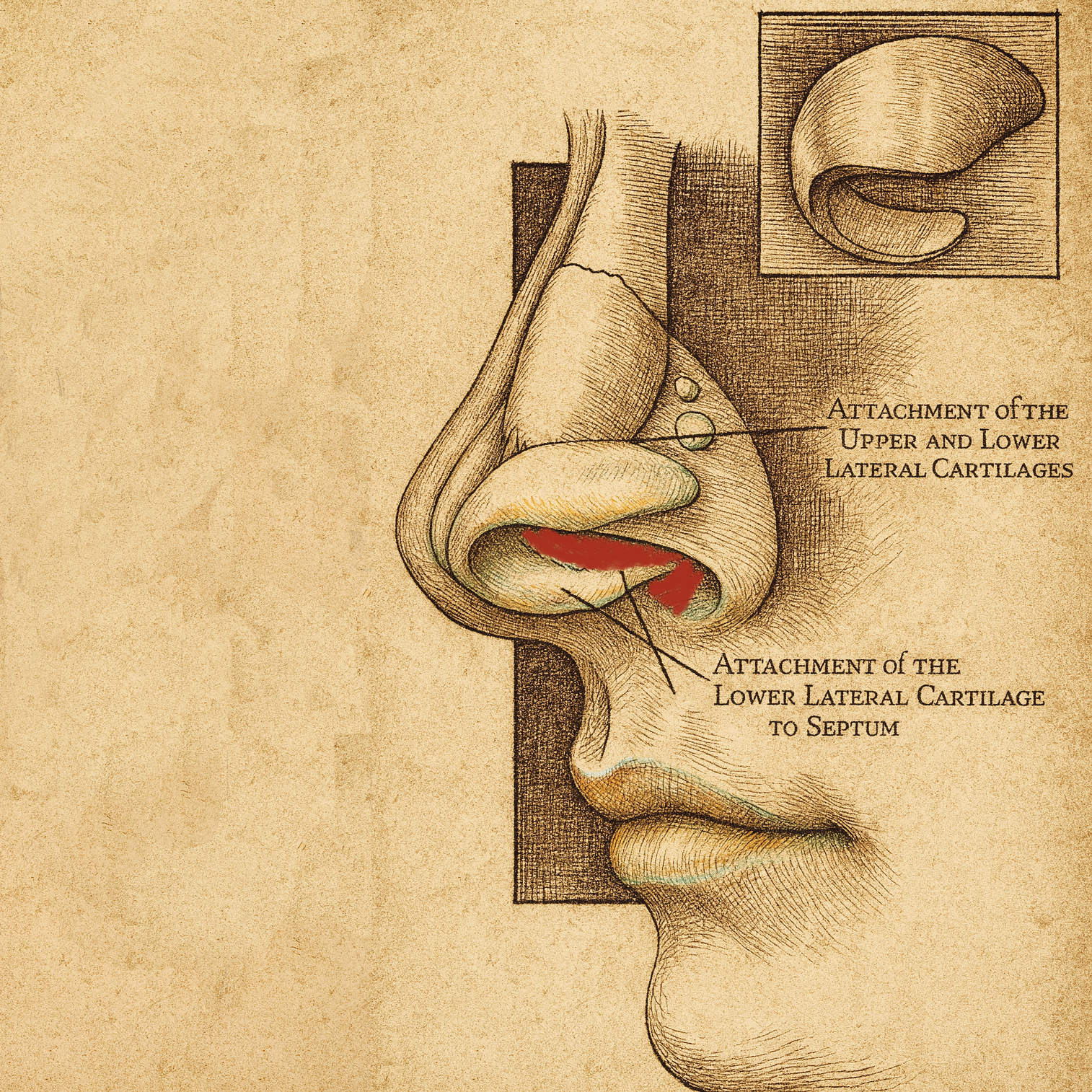 Anatomische Illustration der Nasenspitze, die Nasenscheidewand ist farbig rot markiert
